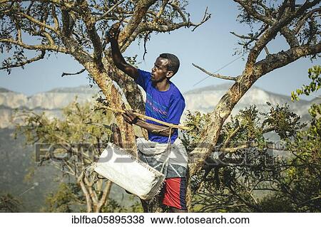 Incense farmer Mohammed harvesting incense, Madar Moge, Sanaag, Somaliland View Large Photo Image Stock Photo - Incense farmer Mohammed harvesting incense, Madar Moge, Sanaag, Somaliland. Fotosearch