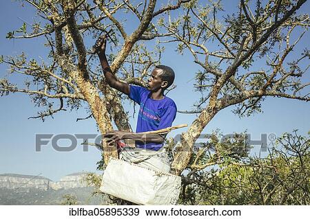 Incense farmer Mohammed harvesting incense, Madar Moge, Sanaag, Somaliland View Large Photo Image Stock Photo - Incense farmer Mohammed harvesting incense, Madar Moge, Sanaag, Somaliland. Fotosearch