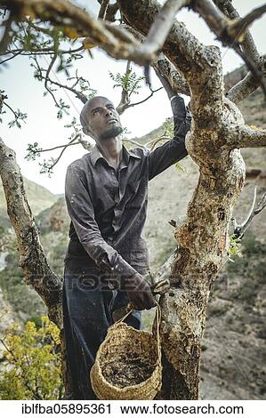 Stock Image - Incense farmer (Musa) at the Doonyaha, Sanaag, Somaliland. Fotosearch