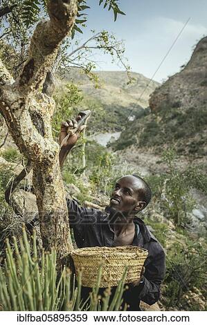 Stock Photo - Incense farmer Musa harvesting incense, Doonyaha, Sanaag, Somaliland. Fotosearch