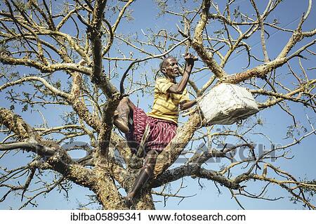 Incense farmer Said during the incense harvest, Madar Moge, Sanaag, Somaliland View Large Photo Image Stock Image - Incense farmer Said during the incense harvest, Madar Moge, Sanaag, Somaliland. Fotosearch