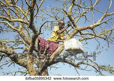 Stock Image - Incense farmer Said during the incense harvest, Madar Moge, Sanaag, Somaliland. Fotosearch