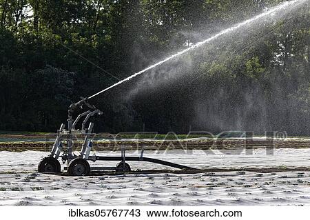 Irrigation machine irrigates a potato field in spring, young plants covered with tarpaulin, Lower Rhine, North Rhine-Westphalia, Germany, Europe View Large Photo Image Stock Image - Irrigation machine irrigates a potato field in spring, young plants covered with tarpaulin, Lower Rhine, North Rhine-Westphalia, Germany, Europe. Fotosearch
