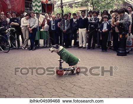 Jack Russell Terrier drives a scooter, England, Great Britain View Large Photo Image Stock Photo - Jack Russell Terrier drives a scooter, England, Great Britain. Fotosearch