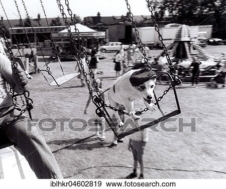 Stock Photo - Jack Russell Terrier on a chain carousel, England, Great Britain. Fotosearch