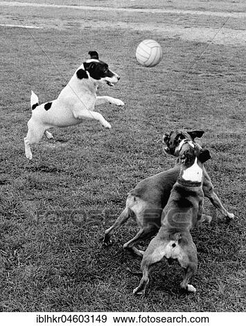 Stock Photo - Jack Russell Terrier plays ball with other dogs, England, Great Britain. Fotosearch