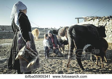 Jamalgan, woman of Bashakhan Spai, milks the cows and goats in the morning. Tileuzhan, the elder son, helps her to milk Kisil Char, Olgii, Mongolia, Asia View Large Photo Image Stock Image - Jamalgan, woman of Bashakhan Spai, milks the cows and goats in the morning. Tileuzhan, the elder son, helps her to milk Kisil Char, Olgii, Mongolia, Asia. Fotosearch