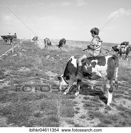 Junge rides on a cow, ca. 1955, near Freiburg, Germany, Europe View Large Photo Image Picture - Junge rides on a cow, ca. 1955, near Freiburg, Germany, Europe. Fotosearch