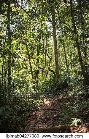 Stock Image - Jungle trail, Kuala Tahan, Taman Negara, Malaysia, Asia. Fotosearch
