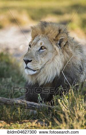 Kalahari lion (Panthera leo vernayi), male, Portrait, Nxai Pan National Park, Ngamiland District, Botswana, Africa View Large Photo Image Stock Image - Kalahari lion (Panthera leo vernayi), male, Portrait, Nxai Pan National Park, Ngamiland District, Botswana, Africa. Fotosearch