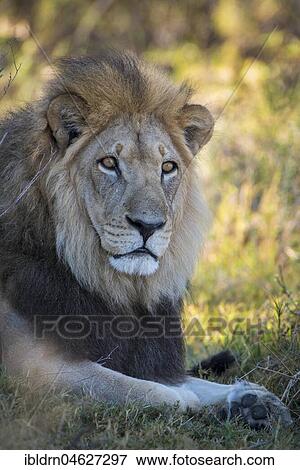 Kalahari lion (Panthera leo vernayi), male, Portrait, Nxai Pan National Park, Ngamiland District, Botswana, Africa View Large Photo Image Stock Photo - Kalahari lion (Panthera leo vernayi), male, Portrait, Nxai Pan National Park, Ngamiland District, Botswana, Africa. Fotosearch