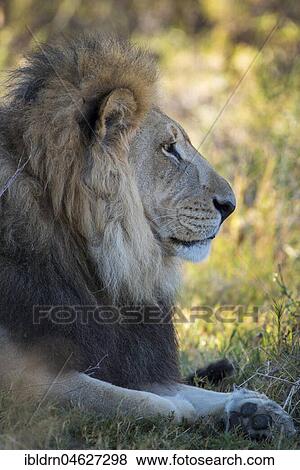 Kalahari lion (Panthera leo vernayi), male, portrait, lateral, Nxai Pan National Park, Ngamiland District, Botswana, Africa View Large Photo Image Stock Photo - Kalahari lion (Panthera leo vernayi), male, portrait, lateral, Nxai Pan National Park, Ngamiland District, Botswana, Africa. Fotosearch