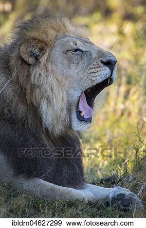 Kalahari lion (Panthera leo vernayi), male yawning, Portrait, Nxai Pan National Park, Ngamiland District, Botswana, Africa View Large Photo Image Stock Photo - Kalahari lion (Panthera leo vernayi), male yawning, Portrait, Nxai Pan National Park, Ngamiland District, Botswana, Africa. Fotosearch