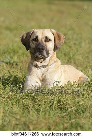 Kangal Mischling, male, 4 years old, lies on the meadow, North Rhine-Westphalia, Germany, Europe View Large Photo Image Stock Photograph - Kangal Mischling, male, 4 years old, lies on the meadow, North Rhine-Westphalia, Germany, Europe. Fotosearch