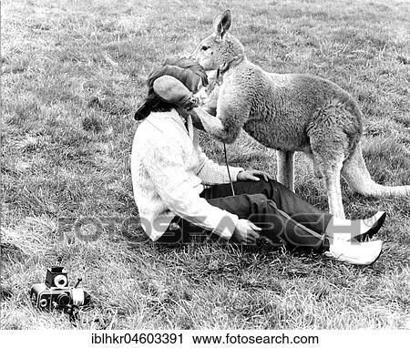 Kangaroo comforts photographer, England, Great Britain View Large Photo Image Stock Image - Kangaroo comforts photographer, England, Great Britain. Fotosearch