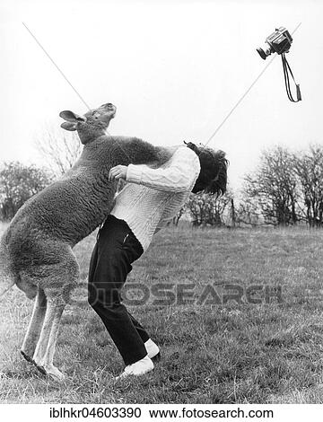 Kangaroo hitting a photographer, England, Great Britain View Large Photo Image Stock Image - Kangaroo hitting a photographer, England, Great Britain. Fotosearch