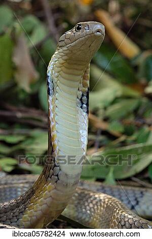 Picture - King Cobra (Ophiophagus hannah) Northen Thailande. Fotosearch