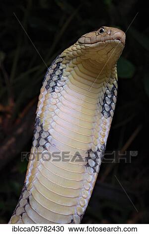 Stock Image - King Cobra (Ophiophagus hannah) Northen Thailande. Fotosearch