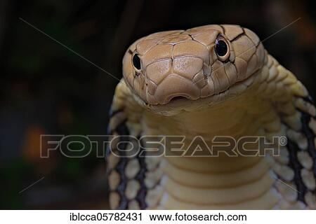 Stock Image - King Cobra (Ophiophagus hannah) Northen Thailande. Fotosearch