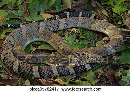 Stock Photo - King Cobra (Ophiophagus hannah) Northen Thailande. Fotosearch