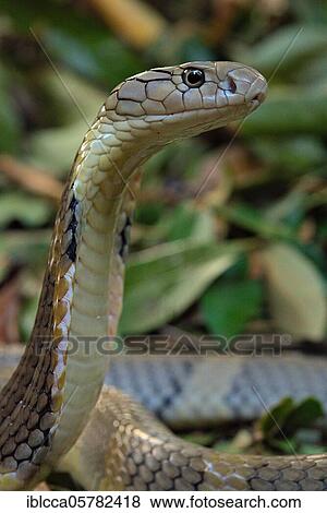 Stock Photo - King Cobra (Ophiophagus hannah) Northen Thailande. Fotosearch