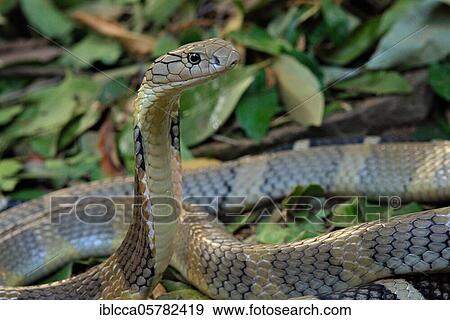 Stock Photo - King Cobra (Ophiophagus hannah) Northen Thailande. Fotosearch