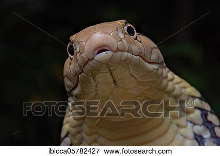 Stock Photo - King Cobra (Ophiophagus hannah) Northen Thailande. Fotosearch