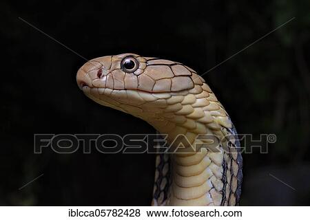 Stock Photo - King Cobra (Ophiophagus hannah) Northen Thailande. Fotosearch