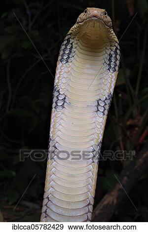 Stock Photo - King Cobra (Ophiophagus hannah) Northen Thailande. Fotosearch