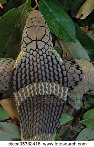 Stock Photograph - King Cobra (Ophiophagus hannah) Northen Thailande. Fotosearch