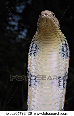 Stock Photograph - King Cobra (Ophiophagus hannah) Northen Thailande. Fotosearch
