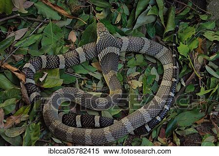 Stock Photography - King Cobra (Ophiophagus hannah) Northen Thailande. Fotosearch