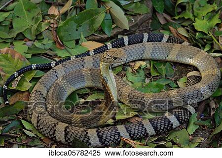 Stock Photography - King Cobra (Ophiophagus hannah) Northen Thailande. Fotosearch