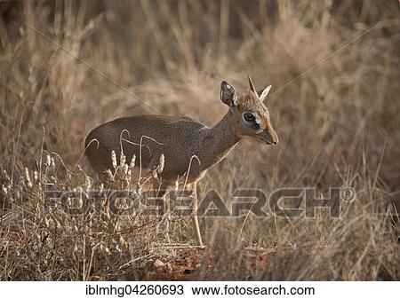 Kirk's dik-dik (Madoqua kirkii) in dry grassland, Tsavo East National Park, Kenya, Africa View Large Photo Image Stock Image - Kirk's dik-dik (Madoqua kirkii) in dry grassland, Tsavo East National Park, Kenya, Africa. Fotosearch