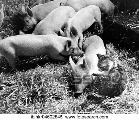 Stock Photography - Kitten plays with piglets, England, Great Britain. Fotosearch