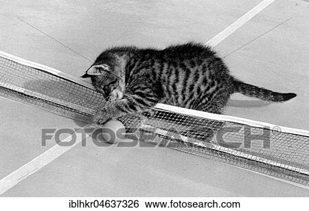 Kitten plays with table tennis ball, ca. 1970s, exact place unknown, Austria, Europe View Large Photo Image Stock Photograph - Kitten plays with table tennis ball, ca. 1970s, exact place unknown, Austria, Europe. Fotosearch