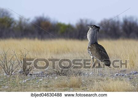 Kori bustard (Ardeotis kori), in dry grass, Etosha National Park, Namibia, Africa View Large Photo Image Stock Photo - Kori bustard (Ardeotis kori), in dry grass, Etosha National Park, Namibia, Africa. Fotosearch