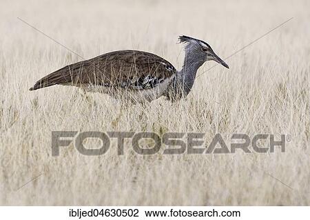 Kori bustard (Ardeotis kori), looking for prey in high dry grass, Etosha National Park, Namibia, Africa View Large Photo Image Stock Image - Kori bustard (Ardeotis kori), looking for prey in high dry grass, Etosha National Park, Namibia, Africa. Fotosearch