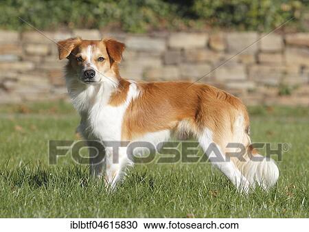 Kromfohrländer smooth haired, male 1, 5 years old, North Rhine-Westphalia, Germany, Europe View Large Photo Image Stock Image - Kromfohrländer smooth haired, male 1, 5 years old, North Rhine-Westphalia, Germany, Europe. Fotosearch