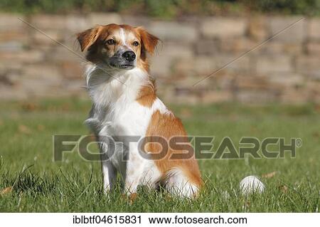 Kromfohrländer smooth haired, male 1, 5 years old, sitting on the meadow, North Rhine-Westphalia, Germany, Europe View Large Photo Image Stock Image - Kromfohrländer smooth haired, male 1, 5 years old, sitting on the meadow, North Rhine-Westphalia, Germany, Europe. Fotosearch