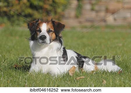 Kromfohrländer, smooth haired, male, 3 years, sits in meadow, North Rhine-Westphalia, Germany, Europe View Large Photo Image Stock Image - Kromfohrländer, smooth haired, male, 3 years, sits in meadow, North Rhine-Westphalia, Germany, Europe. Fotosearch