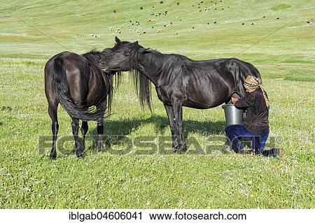 Kyrgyz woman milking a mare on mountain pastures, Song Kol Lake, Naryn province, Kyrgyzstan, Central Asia, Asia View Large Photo Image Stock Image - Kyrgyz woman milking a mare on mountain pastures, Song Kol Lake, Naryn province, Kyrgyzstan, Central Asia, Asia. Fotosearch