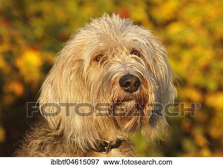 Labradoodle Grand Basset Griffon Vendeen Mongrel, male, 4 years, Portrait, Germany, Europe View Large Photo Image Stock Photo - Labradoodle Grand Basset Griffon Vendeen Mongrel, male, 4 years, Portrait, Germany, Europe. Fotosearch
