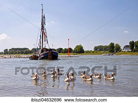 Landmark Hasslter Aak on the Rhine with wild geese, Monheim am Rhein, Bergisches Land, North Rhine-Westphalia, Germany, Europe View Large Photo Image Stock Photograph - Landmark Hasslter Aak on the Rhine with wild geese, Monheim am Rhein, Bergisches Land, North Rhine-Westphalia, Germany, Europe. Fotosearch