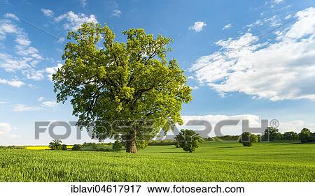 Landscape with oaks, solitary tree, grain field, spring, Mecklenburg Switzerland, Mecklenburg-Western Pomerania, Germany, Europe View Large Photo Image Stock Photo - Landscape with oaks, solitary tree, grain field, spring, Mecklenburg Switzerland, Mecklenburg-Western Pomerania, Germany, Europe. Fotosearch