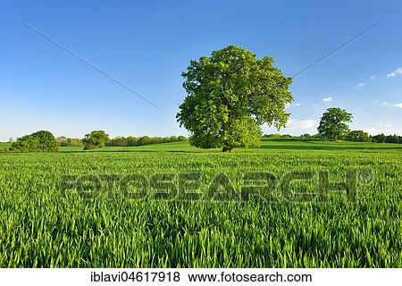 Stock Photo - Landscape with oaks, solitary tree, grain field, spring, Mecklenburg Switzerland, Mecklenburg-Western Pomerania, Germany, Europe. Fotosearch