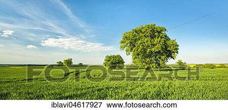 Landscape with oaks, solitary tree, grain field, spring, Mecklenburg Switzerland, Mecklenburg-Western Pomerania, Germany, Europe View Large Photo Image Stock Photo - Landscape with oaks, solitary tree, grain field, spring, Mecklenburg Switzerland, Mecklenburg-Western Pomerania, Germany, Europe. Fotosearch