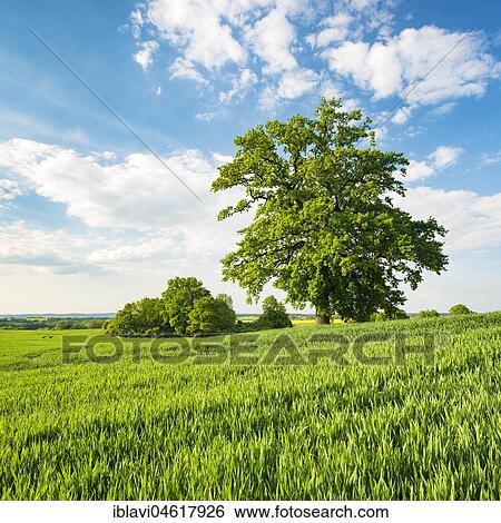 Landscape with oaks, solitary tree, grain field, spring, Mecklenburg Switzerland, Mecklenburg-Western Pomerania, Germany, Europe View Large Photo Image Stock Photograph - Landscape with oaks, solitary tree, grain field, spring, Mecklenburg Switzerland, Mecklenburg-Western Pomerania, Germany, Europe. Fotosearch