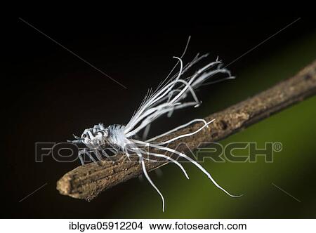 Late larval stage of a nymph of the pointed cicada (Flatida), Flatidae family, Danum valley protection zone, Sabah, Borneo, Malaysia, Asia View Large Photo Image Picture - Late larval stage of a nymph of the pointed cicada (Flatida), Flatidae family, Danum valley protection zone, Sabah, Borneo, Malaysia, Asia. Fotosearch
