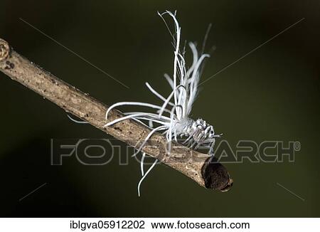 Late larval stage of a nymph of the pointed cicada (Flatida), Flatidae family, Danum valley protection zone, Sabah, Borneo, Malaysia, Asia View Large Photo Image Stock Image - Late larval stage of a nymph of the pointed cicada (Flatida), Flatidae family, Danum valley protection zone, Sabah, Borneo, Malaysia, Asia. Fotosearch